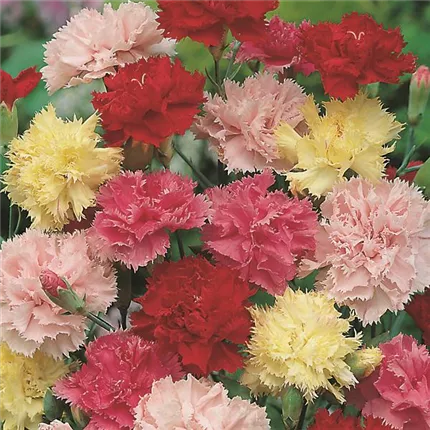 DIA-Floristan Mix-Floristan Mix-440200-15029-1.jpg