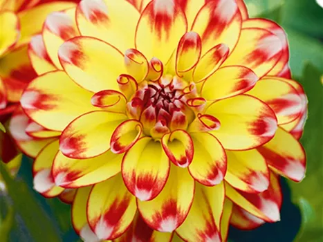 DAHLIA-Lubega-Power-Tricolor.jpg