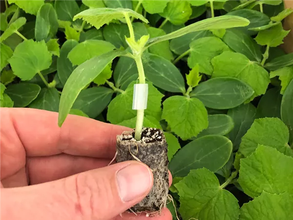 Vegetable seedlings.jpg