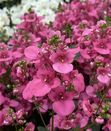 Diascia elegans