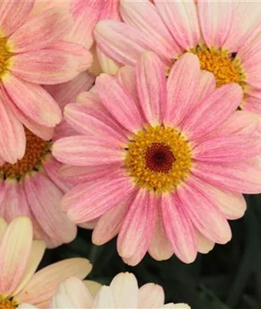 Argyranthemum frutescens