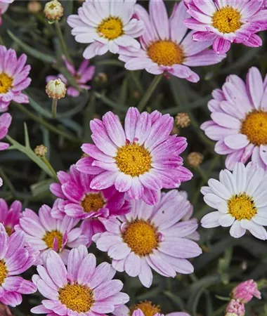 Argyranthemum frutescens