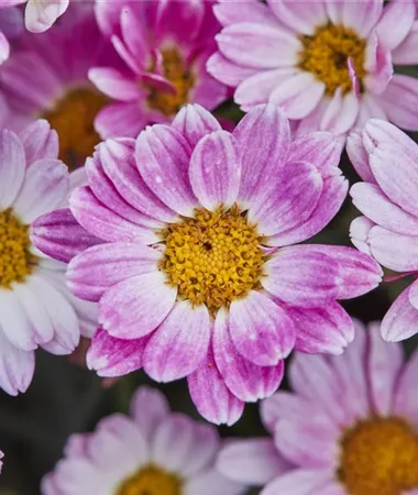 Argyranthemum frutescens