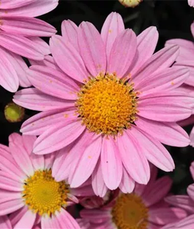 Argyranthemum frutescens