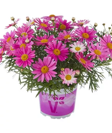 Argyranthemum frutescens