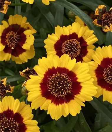 Coreopsis verticillata