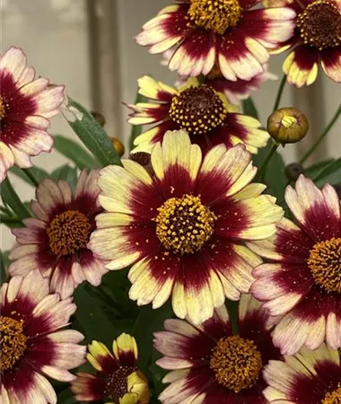 Coreopsis verticillata
