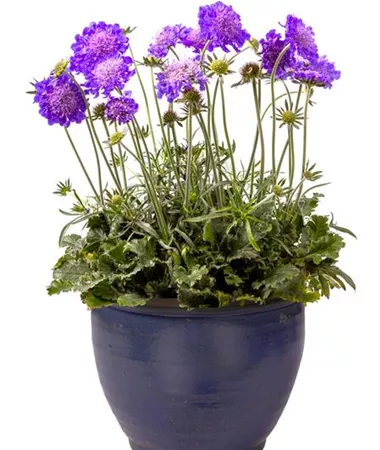 Scabiosa columbaria