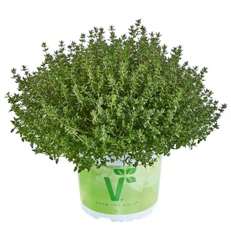 Thymus vulgaris