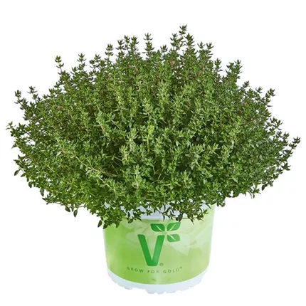 Thymus vulgaris