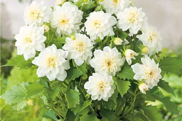Dahlia x hortensis