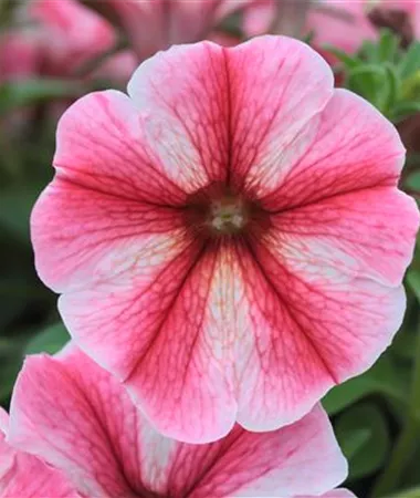 Petunia x atkinsiana