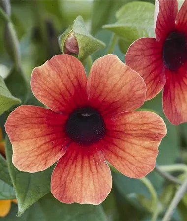 Thunbergia alata