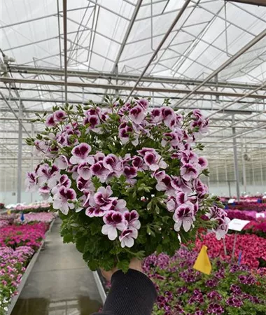 Pelargonium x species