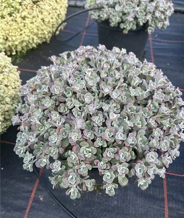 Sedum spathulifolium
