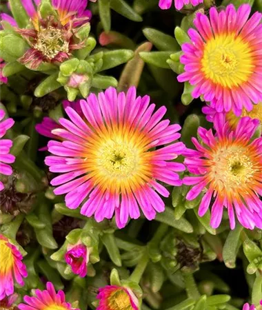 Delosperma cultivars