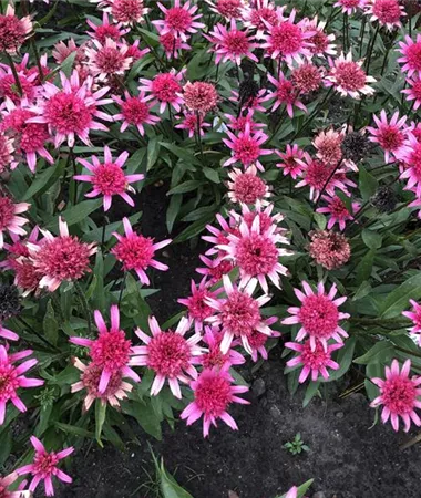 Echinacea purpurea