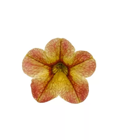 Calibrachoa cultivars