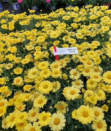 Argyranthemum frutescens