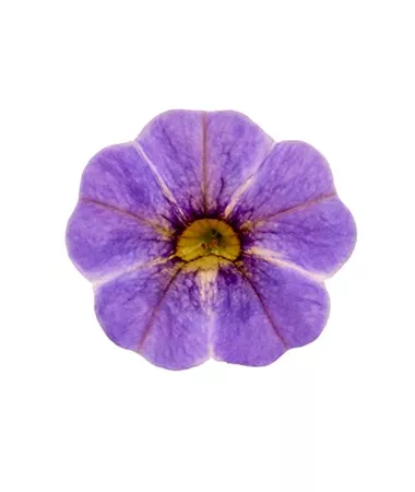 Calibrachoa cultivars