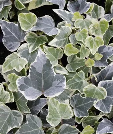 Hedera helix
