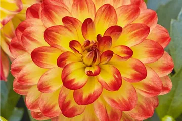 Dahlia x hortensis