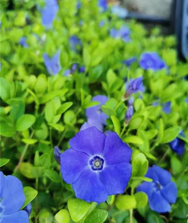 Vinca minor