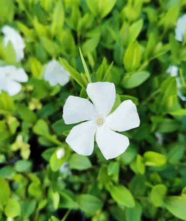 Vinca minor