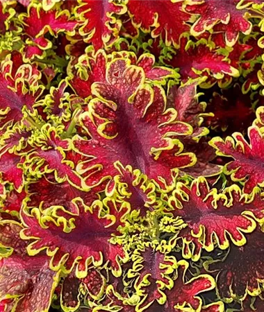 Coleus x blumei