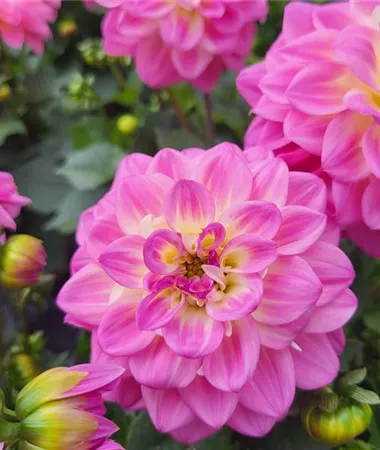 Dahlia x hortensis