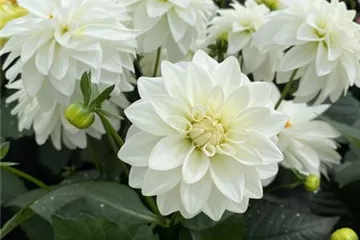 Dahlia x hortensis