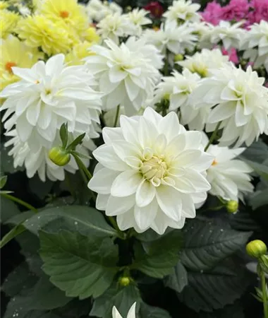 Dahlia x hortensis
