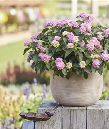 Lantana x hybrida