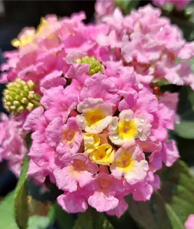 Lantana x hybrida