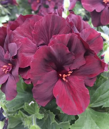 Pelargonium x grandiflorum