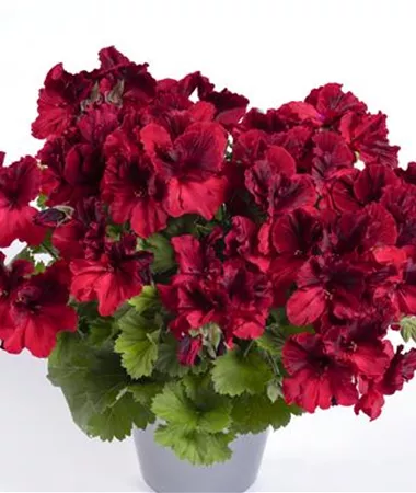Pelargonium x grandiflorum
