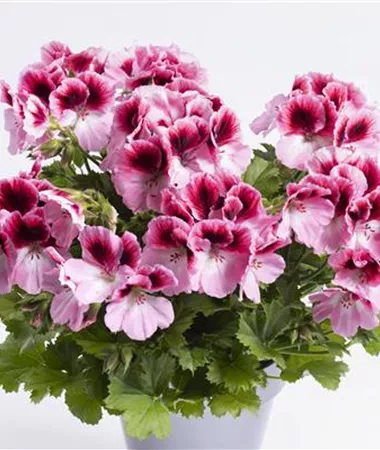 Pelargonium x grandiflorum