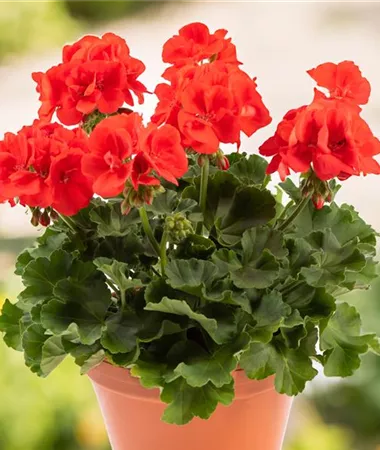 Pelargonium x zonale