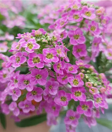 Lobularia maritima