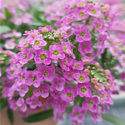 LOB_Lucia_Rose_128_455504_7108 (3)_KATALOGBILD.jpg