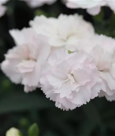 Dianthus caryophyllus