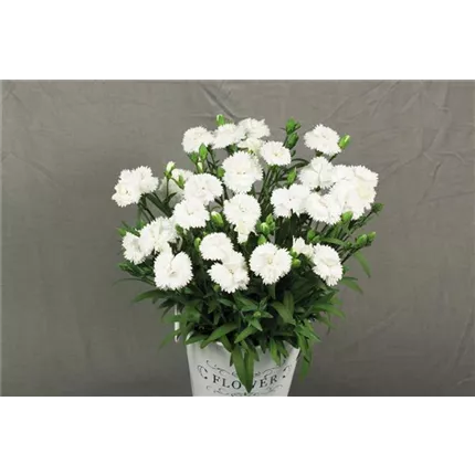 DIA_SweetPleasureM_White_439275_1099 (2).jpg