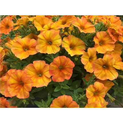 PET_BeautiCal®_Sunset Orange_464650_128 │ URC_BeautiCal Sunset Orange (4).jpg