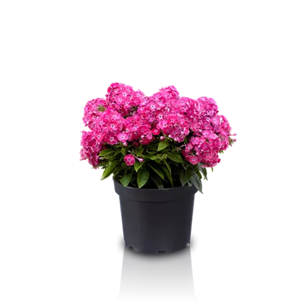 PHL_Adessa® Compact_Rose_467288_1Phlox Bambini Sweet Tart_KATALOG.png