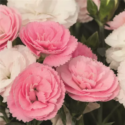 Dianthus-Sweet Pleasure® M-439240-Bild 5962-2.jpg