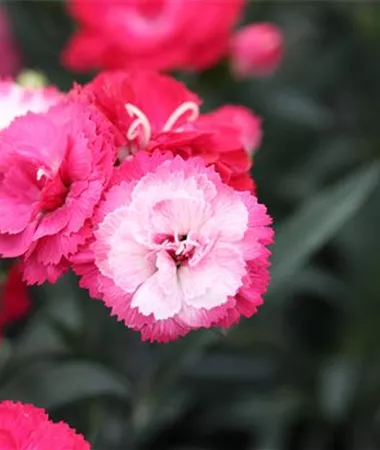 Dianthus caryophyllus