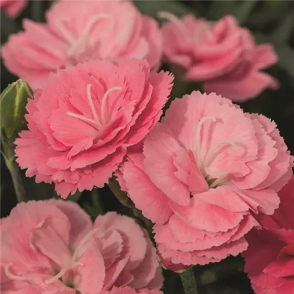 Dianthus-Sweet Pleasure® M-439249-Bild 5980-2.jpg