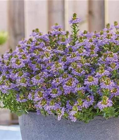 Scaevola aemula
