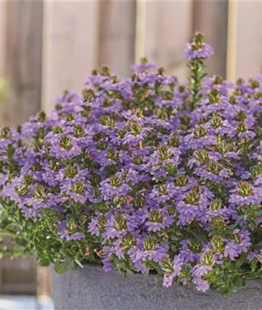 Scaevola aemula