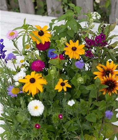 Blumenmischungen / Flower Mix